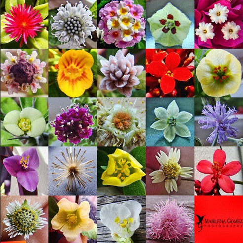 Flower Types