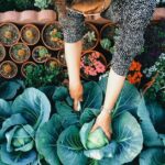 Gardening Tips and Techniques