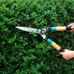 Gardening Tips and Techniques